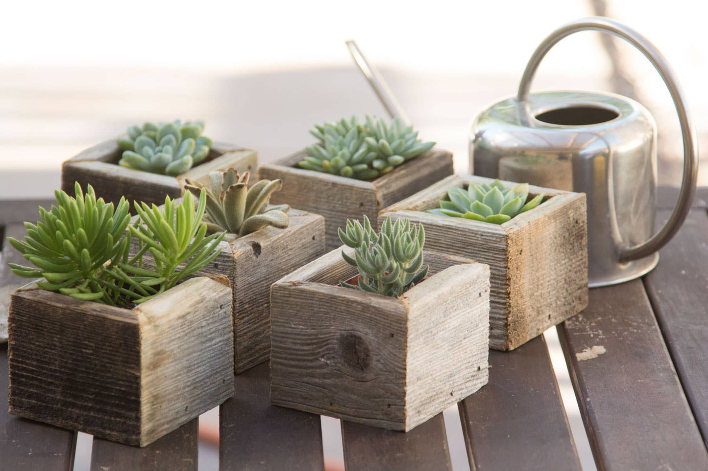 Reclaimed Wood Mini Square Planters with Assorted Succulent