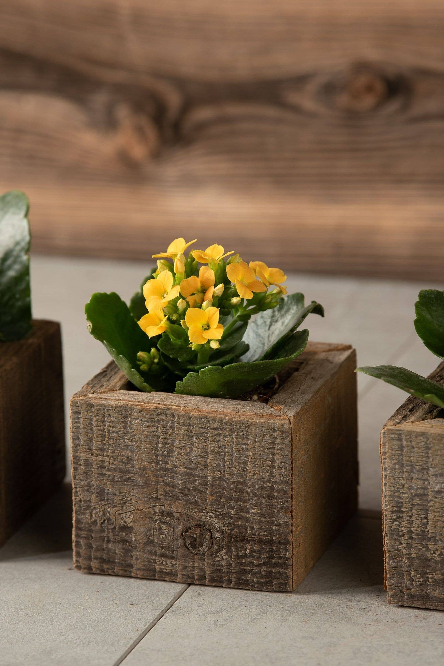 Reclaimed Wood Mini Square Planters with Assorted Succulent