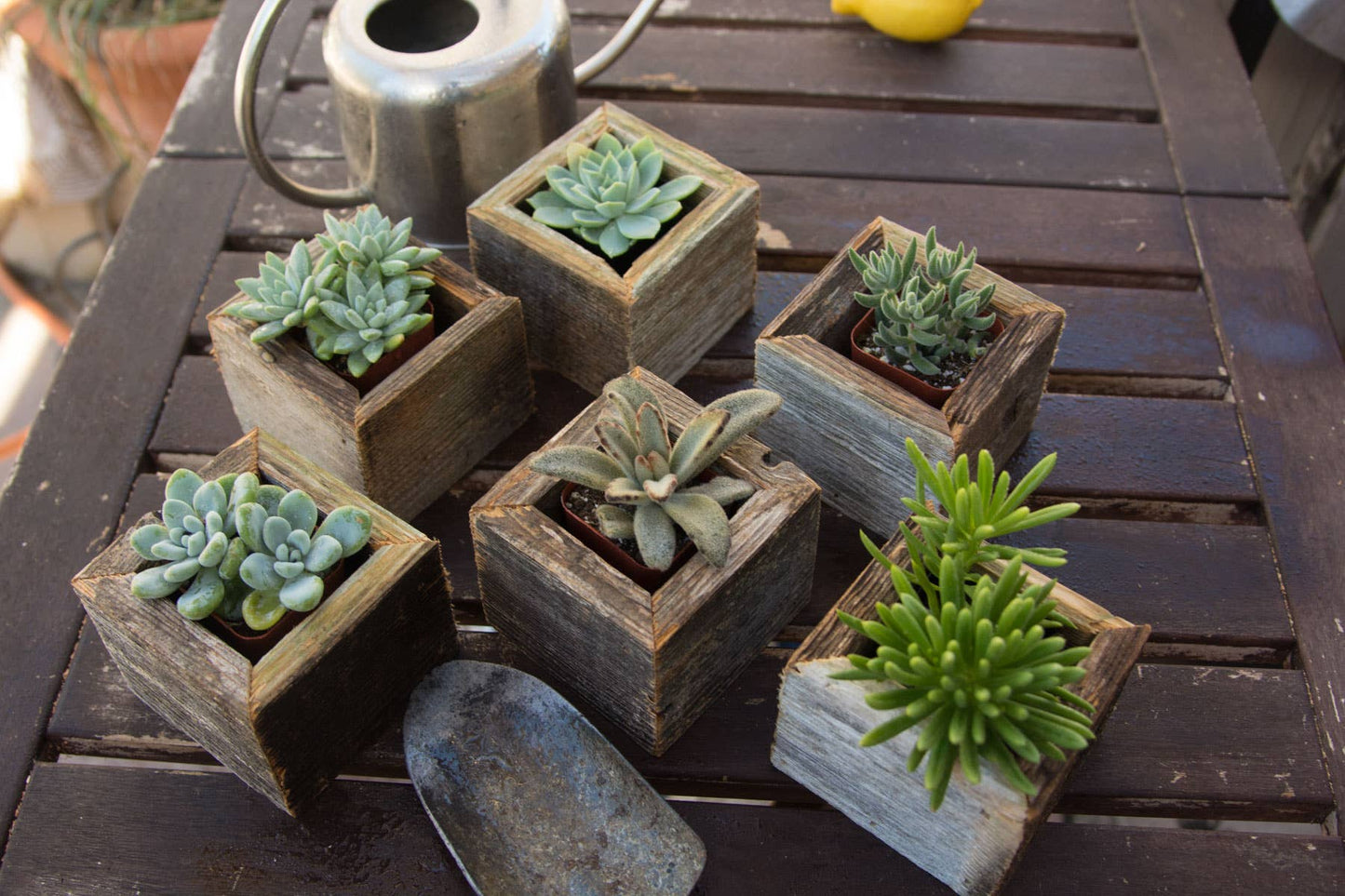 Reclaimed Wood Mini Square Planters with Assorted Succulent